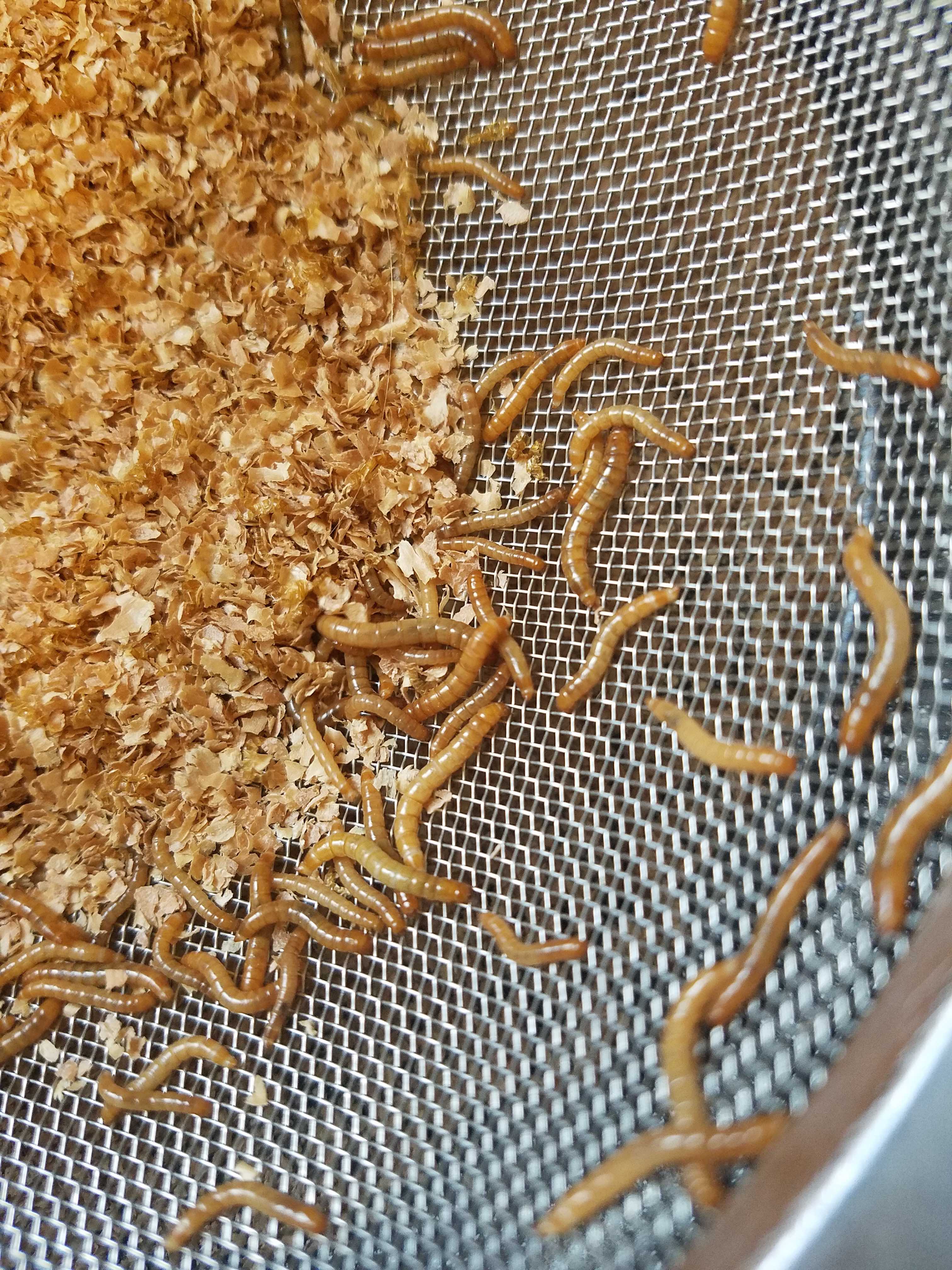 I Got Worms