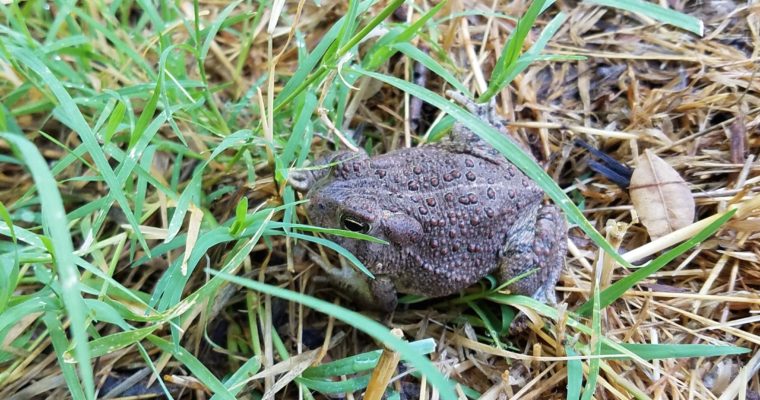 Why FROGS and TOADS are GOOD for your farm!