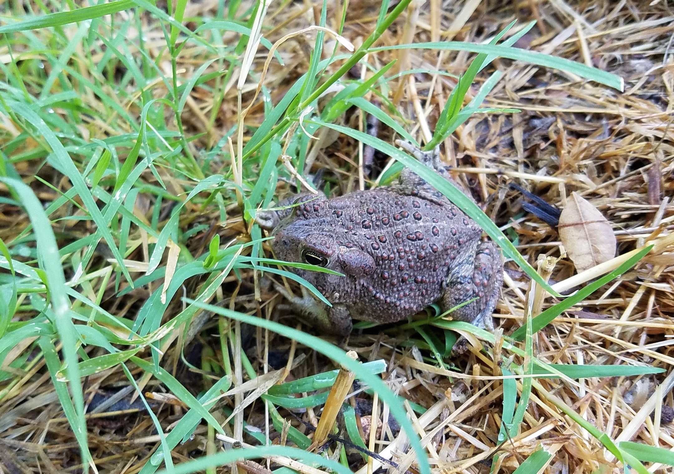Why FROGS and TOADS are GOOD for your farm!